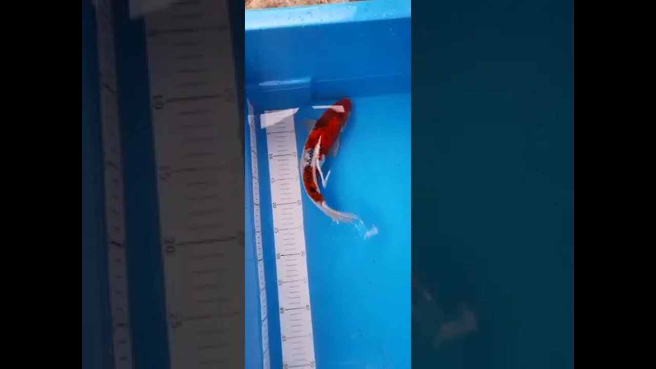 ikan koi #short