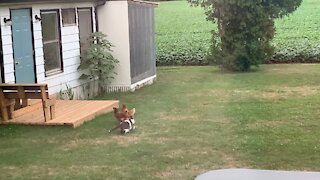 Kitty goes and says. Hi to chickens