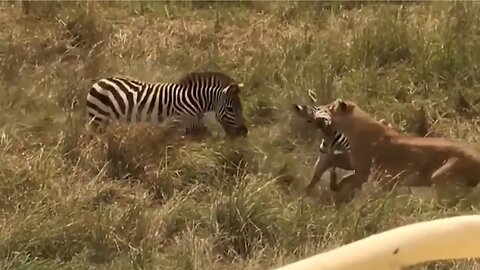 Loin vs zebra fight