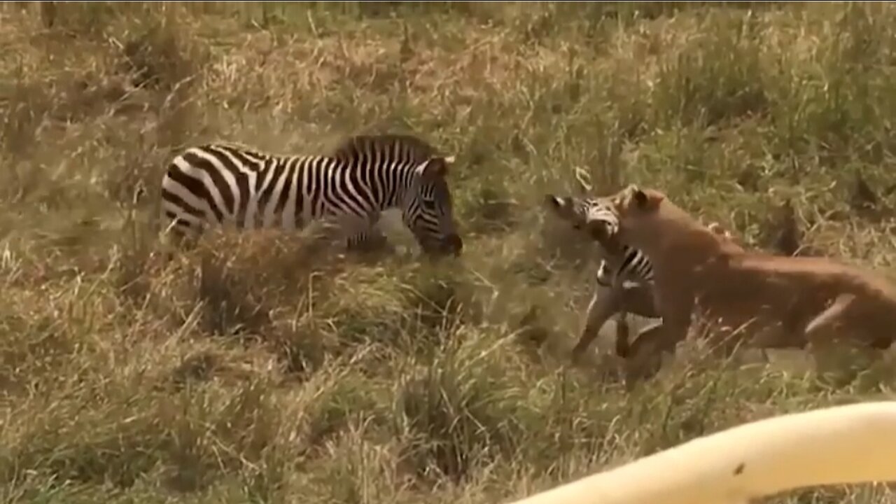 Loin vs zebra fight