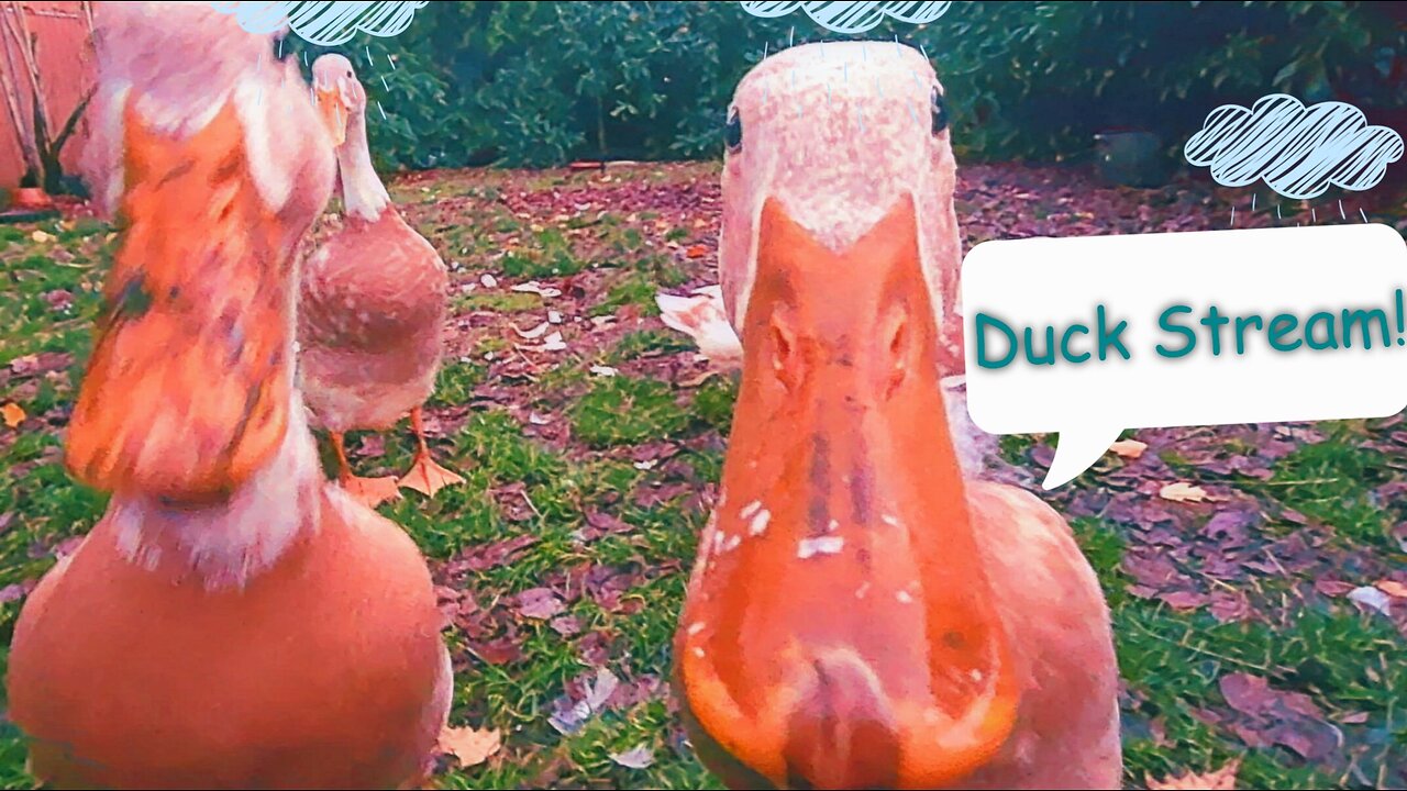 Duck Stream 24: Born to Muddle