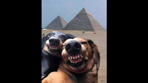 Funniest Animals