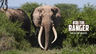 Amboseli Super-Tusker Elephant Craig And Friends Head To Water | Zebra Plains Safari