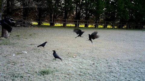 Crow fight! Wait for it & you won't be disappointed
