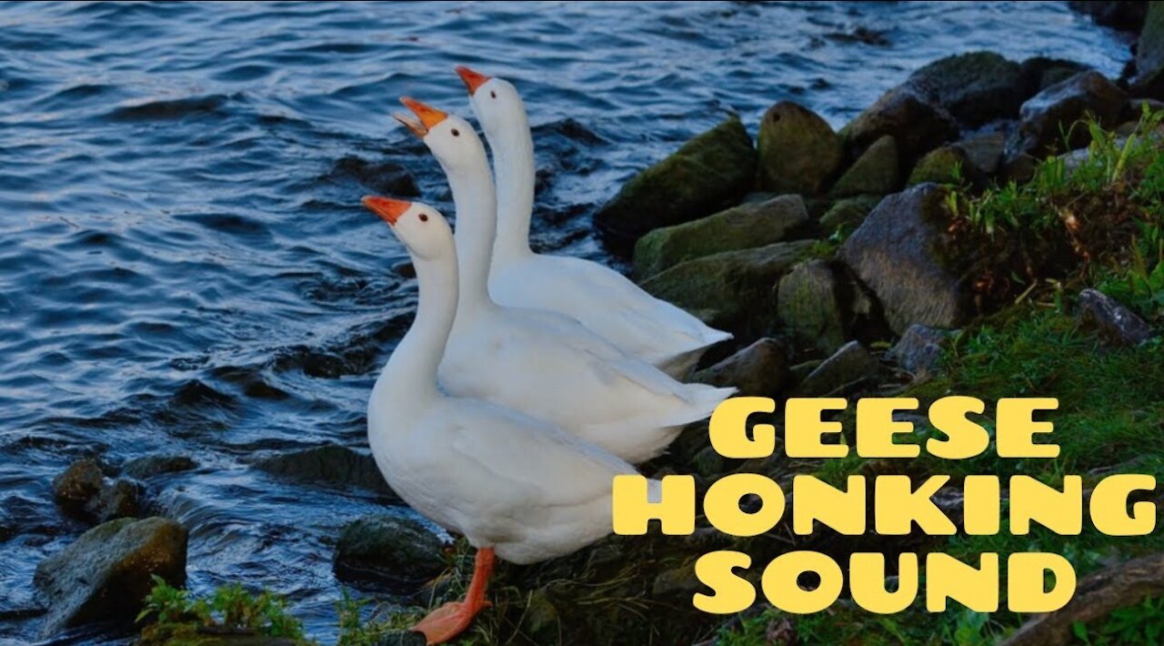 Geese Honking Sound Loud | Geese Sound Effect | Kingdom Of Awais