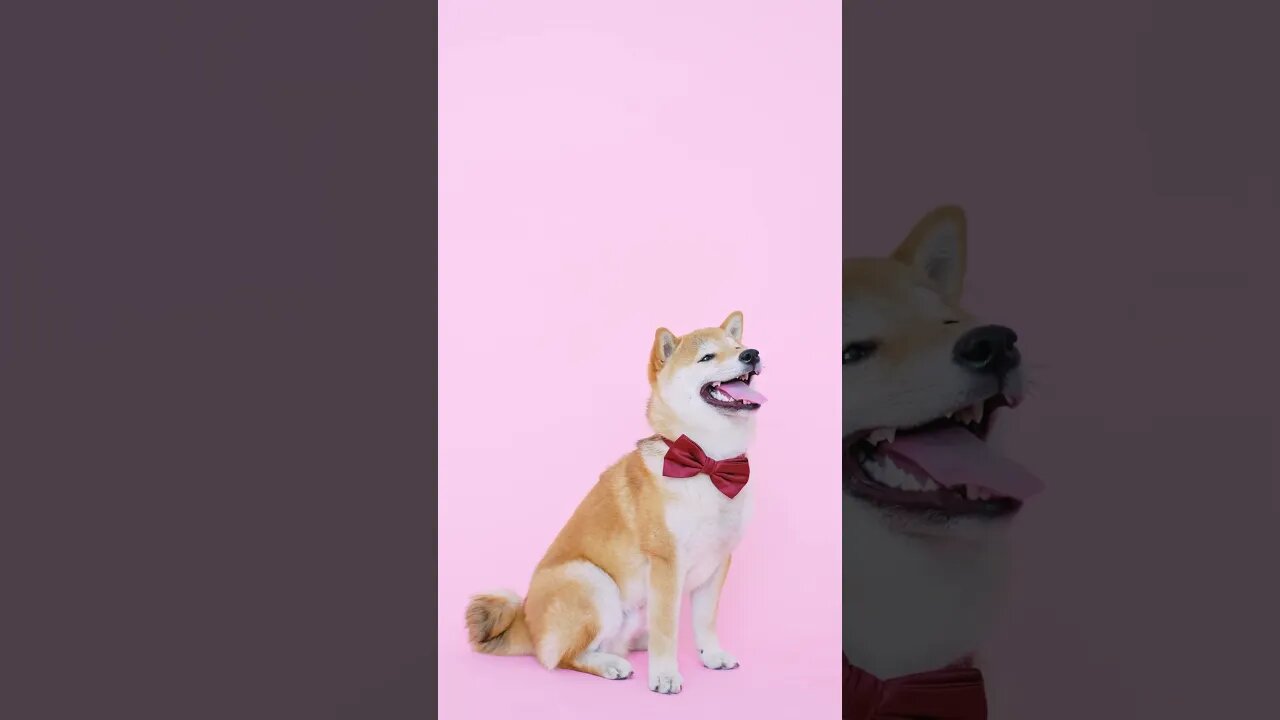 DOG with pink background #shorts #pets #petlover #dogs #dog #doglovers