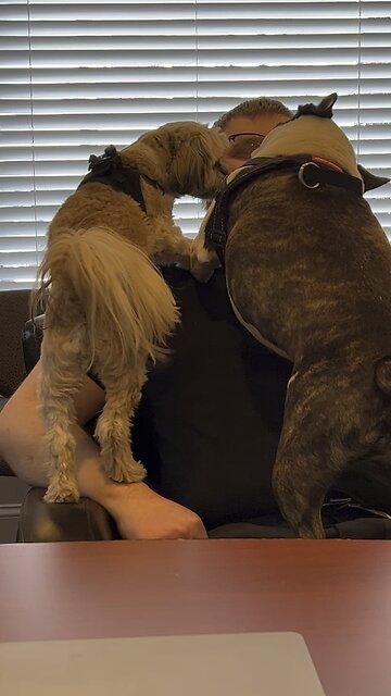 How my Therapist’s Dogs Greet me