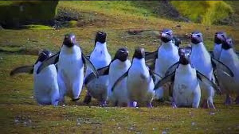 Funny Cute Penguin Videos |Animals Funny videos