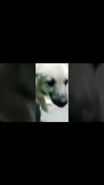 Puppy Says, "Good Morning 🌅" #shorts #puppy #dogs #youtubeshorts