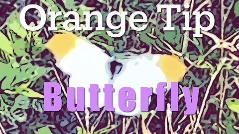 Orangetip Butterfly