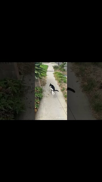 Every time I walk the dog, the cat comes along