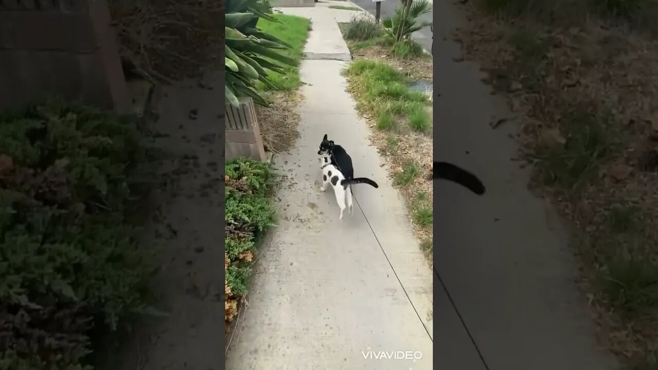 Every time I walk the dog, the cat comes along