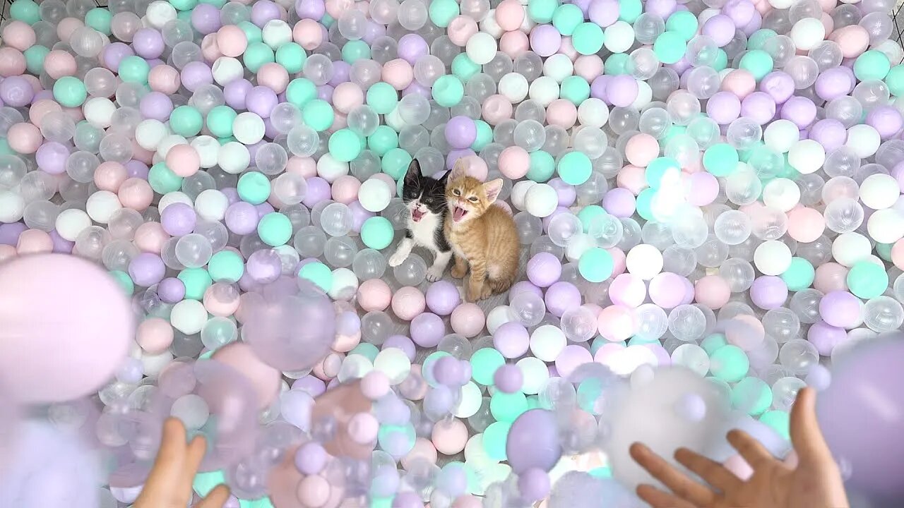 I Put 2000 Balls In My Kittens' Room