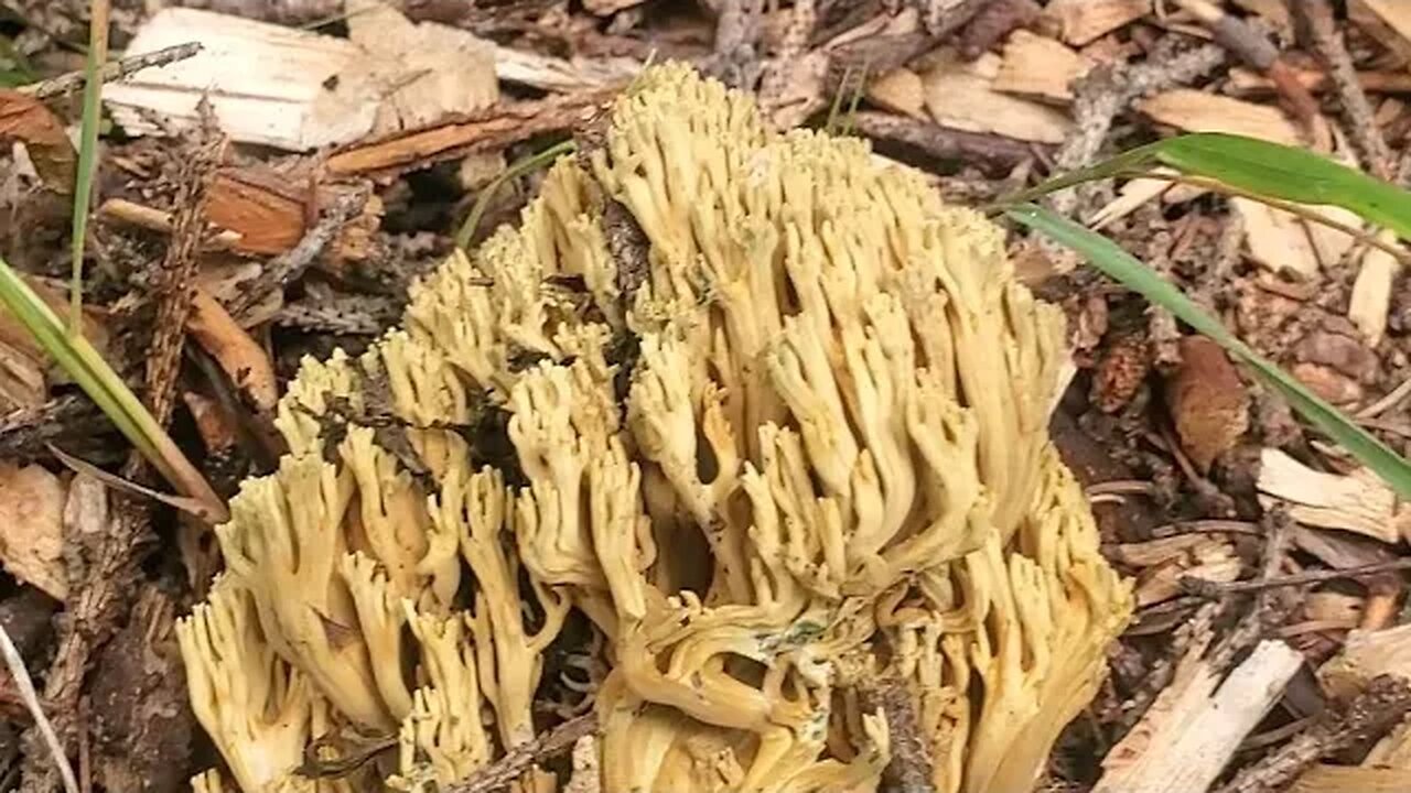 Yellow Coral Fungus Alaska