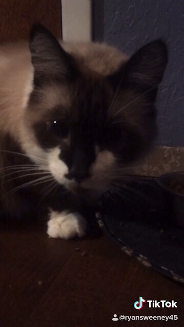 Tik Tok Video: Dear Diary