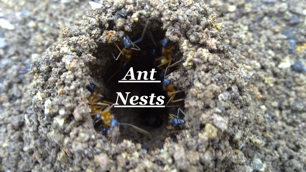 Ant Nests II Ant Mound