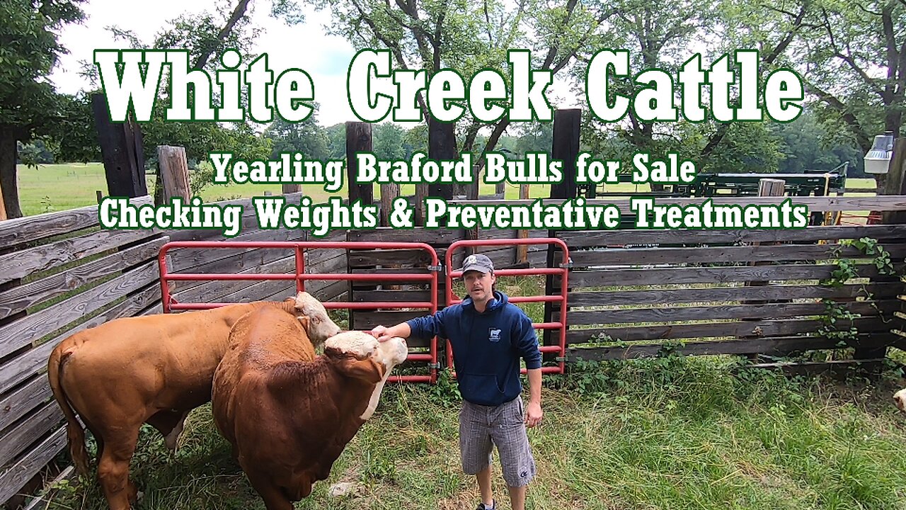 Purebread Braford Bulls for Sale