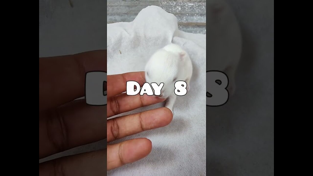 Rabbit Growth - Baby Rabbits Grow Up #short