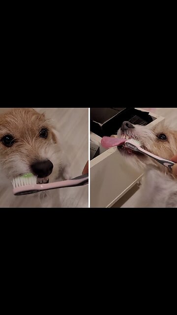 Jack Russell Terrier Knows How To Brush Her Teeth
