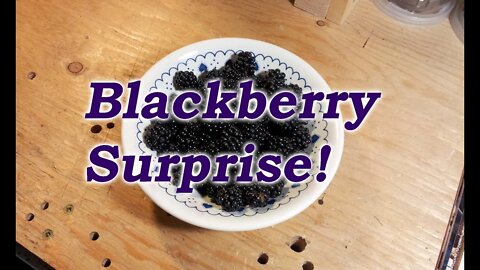 Blackberry Surprise! Easy Meal on BC West Coast.