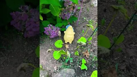 A little Garden Gnome