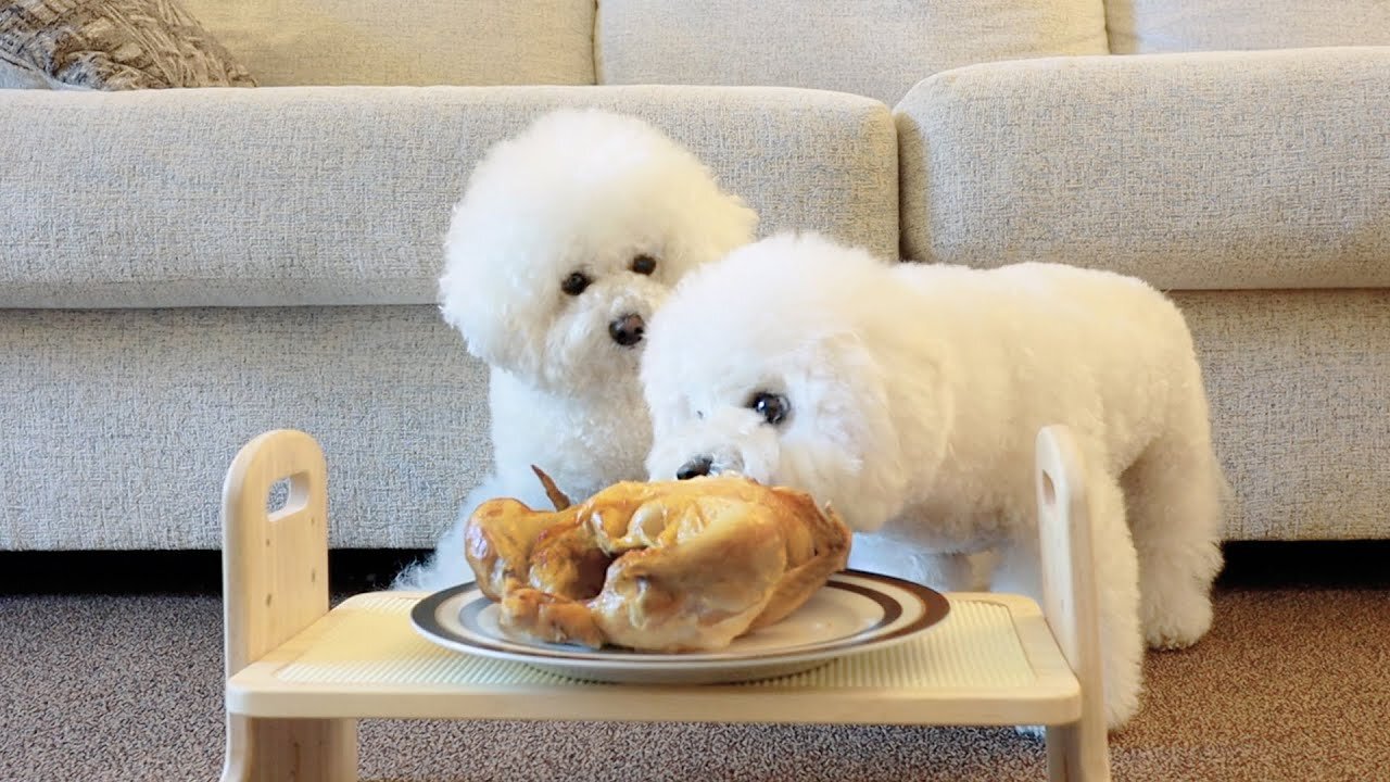 Leaving My Puppies Alone with a Whole Chicken (Unexpected Result...)