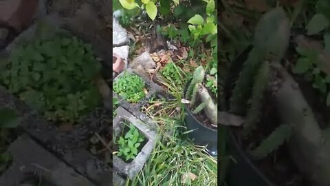 CACTUS AND HERB GARDEN