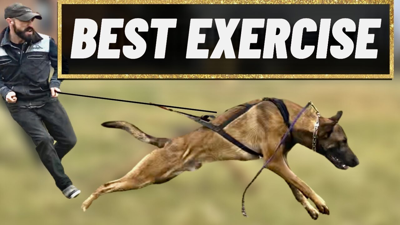 The BEST Way To EXERCISE YOUR DOG Safely & Quickly!