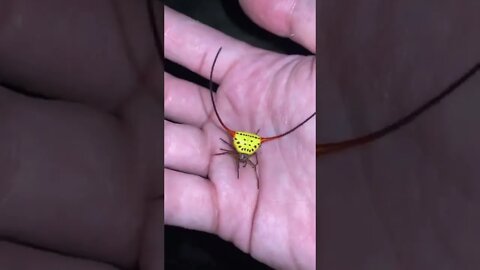 Demon Horned Orb Weaver