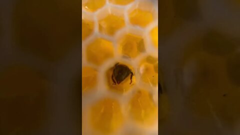 Every bee matters