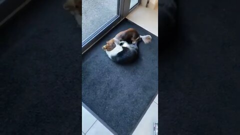 Dog made an unlikely friend at the vet