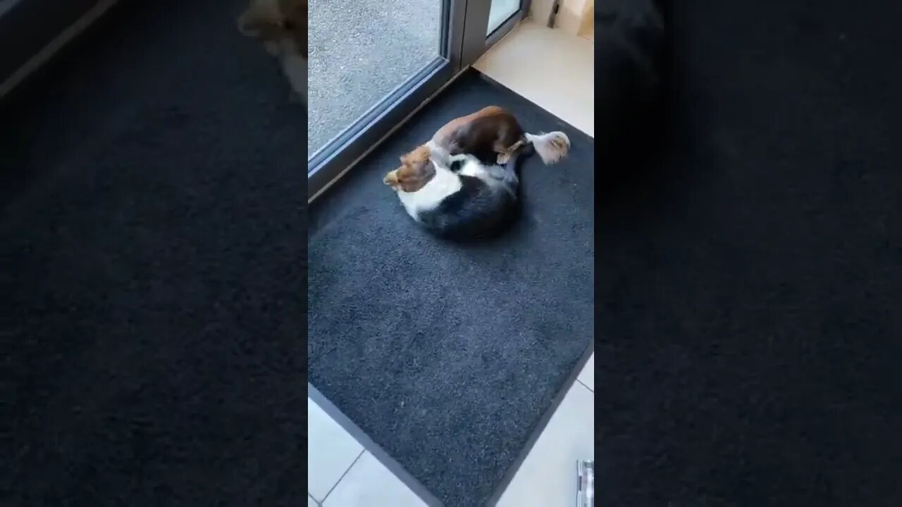 Dog made an unlikely friend at the vet
