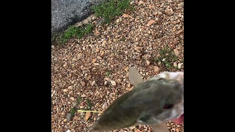 Catch an cook kentucky bass