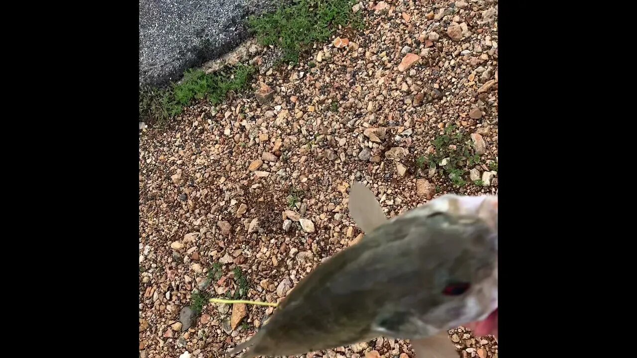 Catch an cook kentucky bass