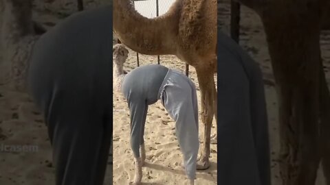 Camel funny outfit 🤣