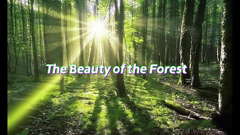 The Beauty of the Forest|Original pure music|Original Relaxation Music Video