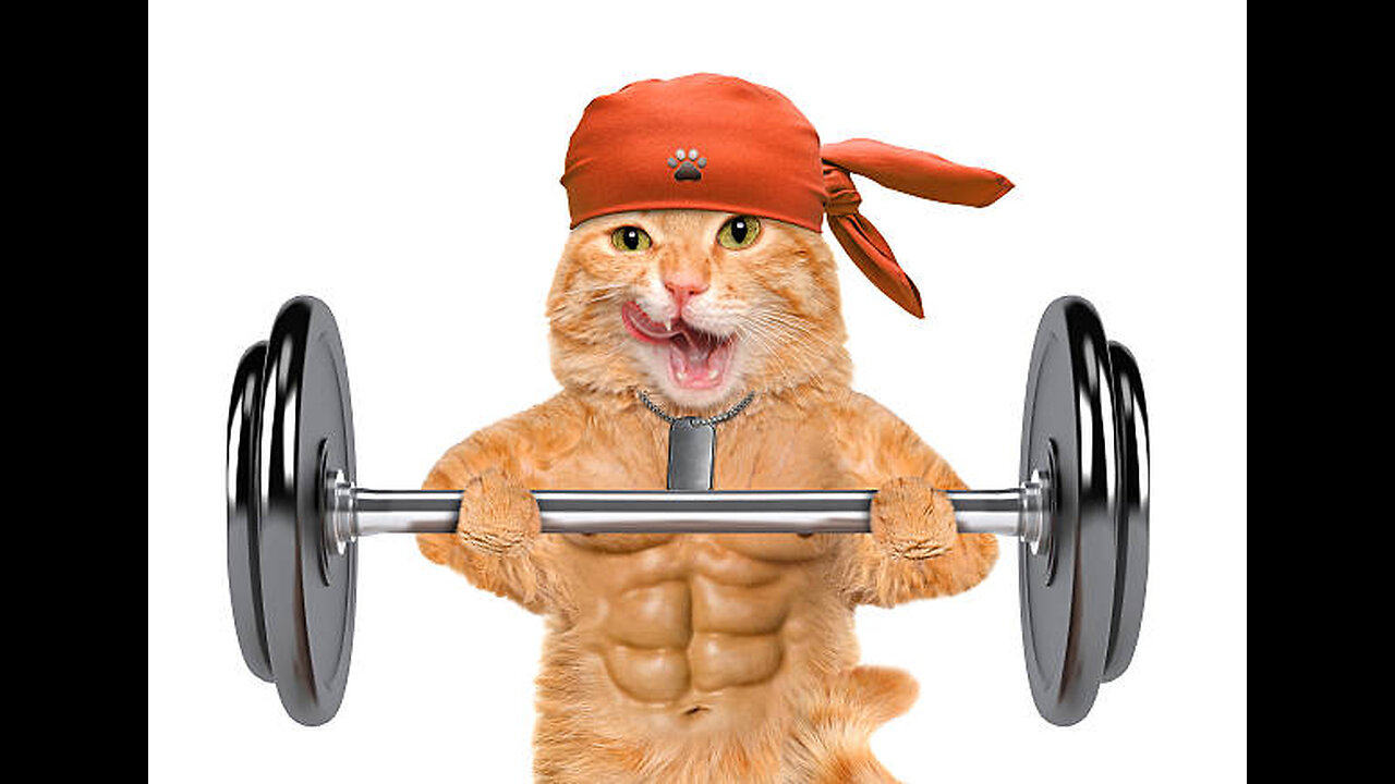 gym cat,cat hard-working