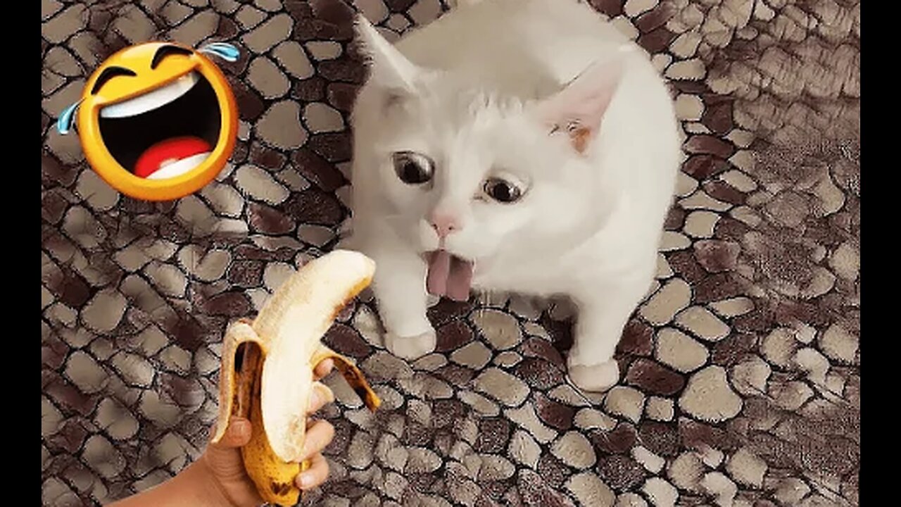 BEST FUNNY ANIMALS VIDEO