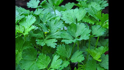 Parsely (Petroselinum crispum)