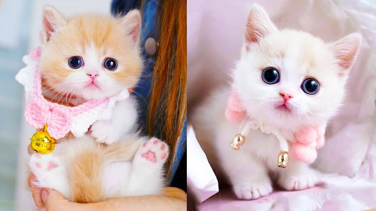 Cutest baby cats - cute baby cats compilation 2023