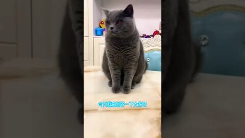 So cute Cats Lovely moments 😻😽|| #shorts #shortsfeed #cutecats