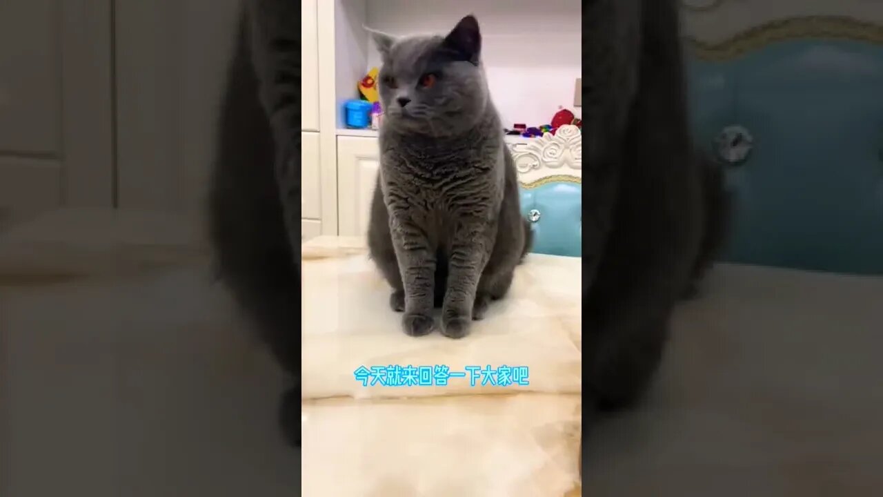 So cute Cats Lovely moments 😻😽|| #shorts #shortsfeed #cutecats