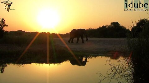 Elephant At Sunset