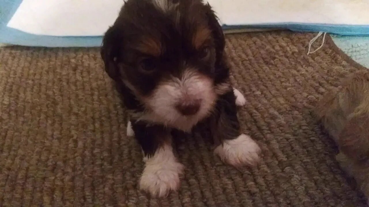 E Litter - 3 1/2 weeks old(1)