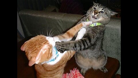 Cat fights 🤼‍♂️🤛🐱