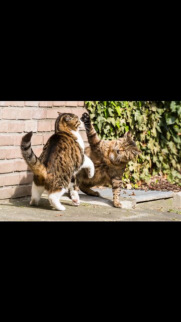 Beautiful Cats😹 & Dogs🐶 Videos of 2023 Compilation! #60