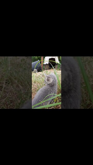 Kitten Complains about Insufficent Kisses From Uncle Killer