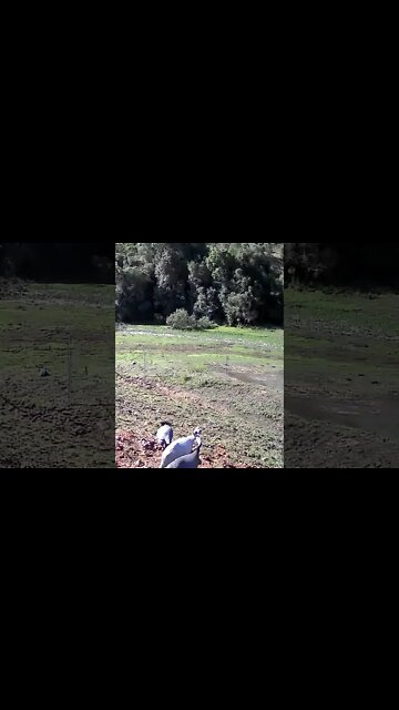 Free range guinea fowl caught on camera