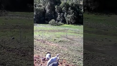 Free range guinea fowl caught on camera