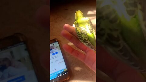 Quiet budgies listening Azan